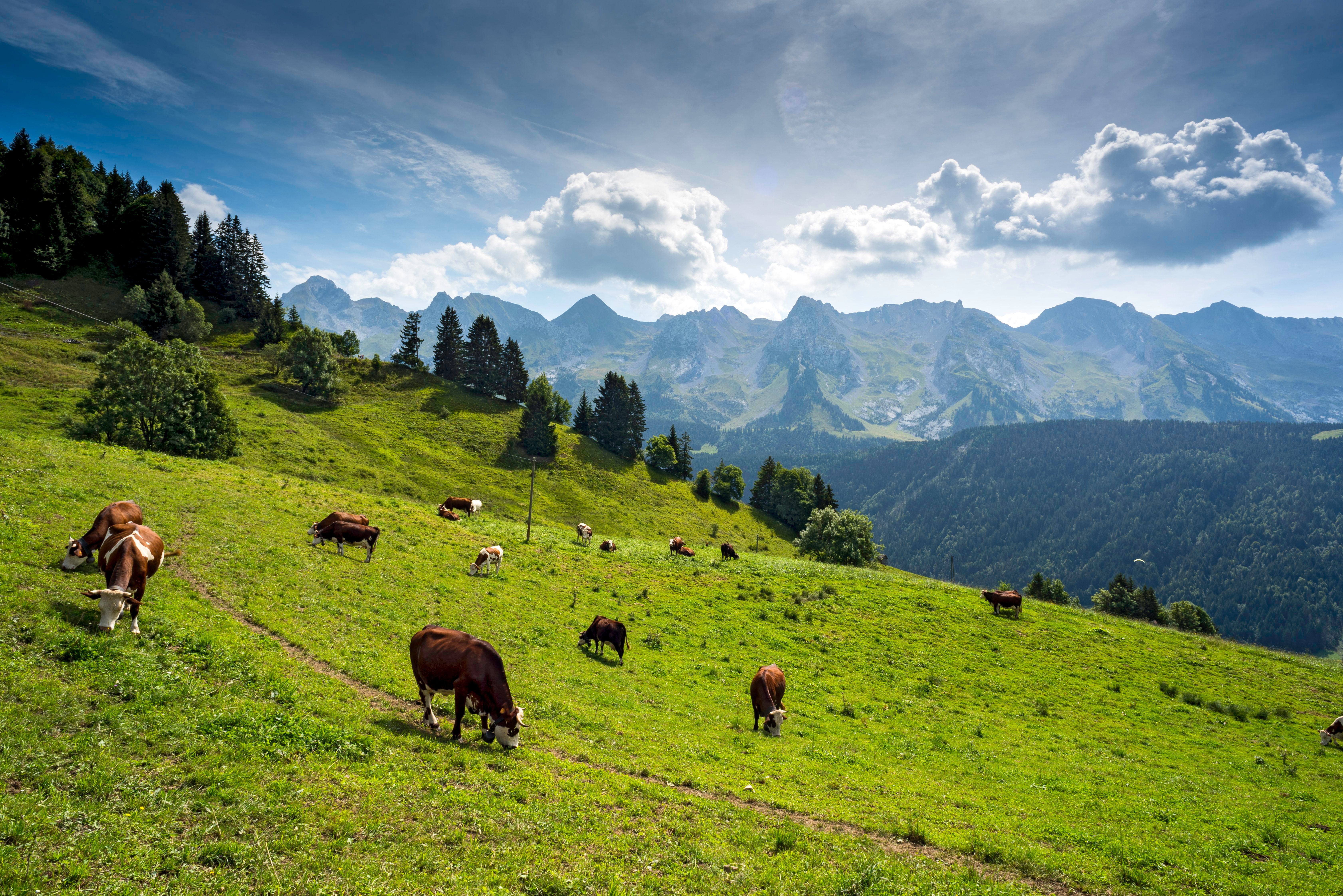 Cows grazing in altitude on an Alpine meadow above the Village of Le Grand-Bornand, near the Aravis Mountain Range, Haute Savoie, France