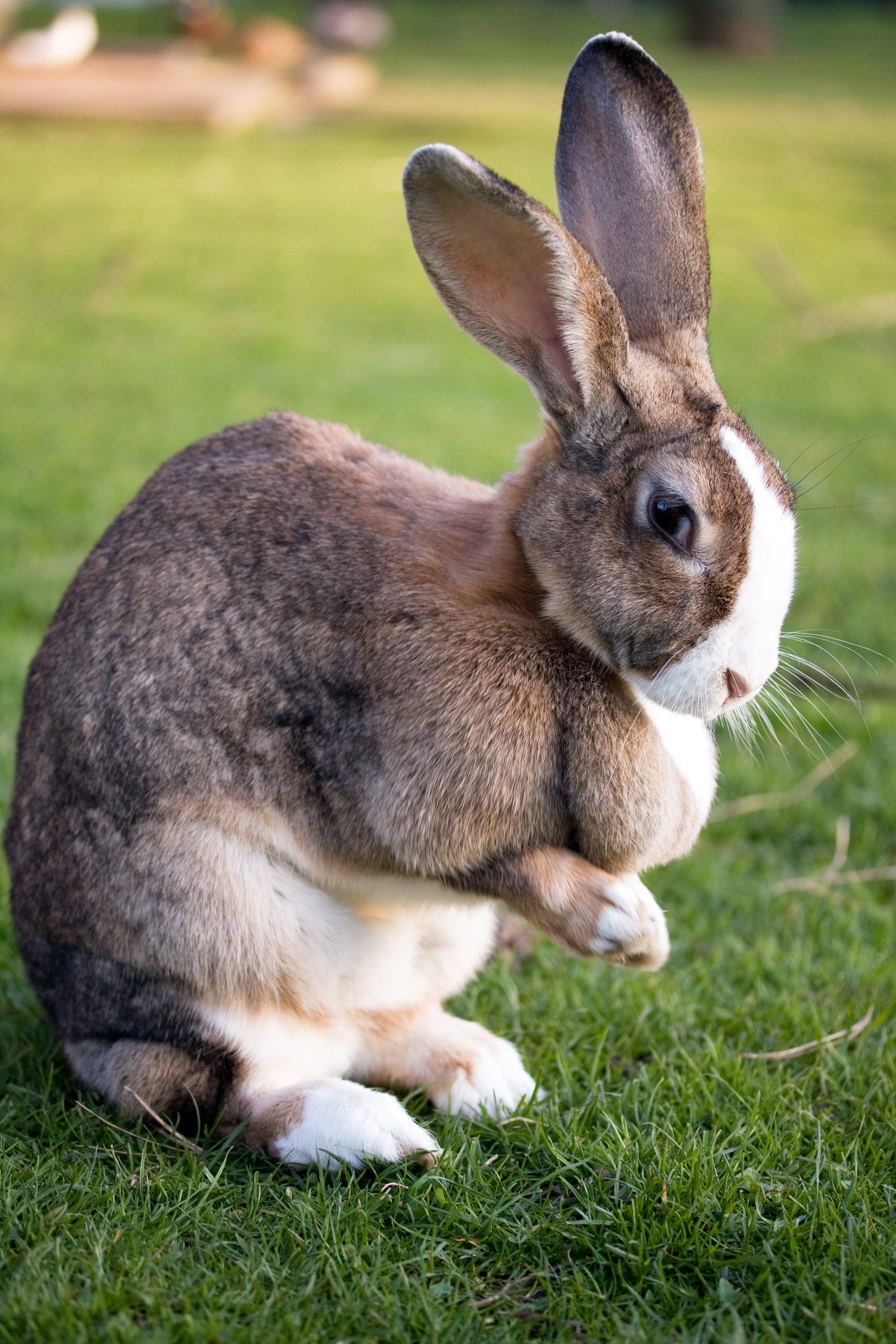 Flemish giant rabbit