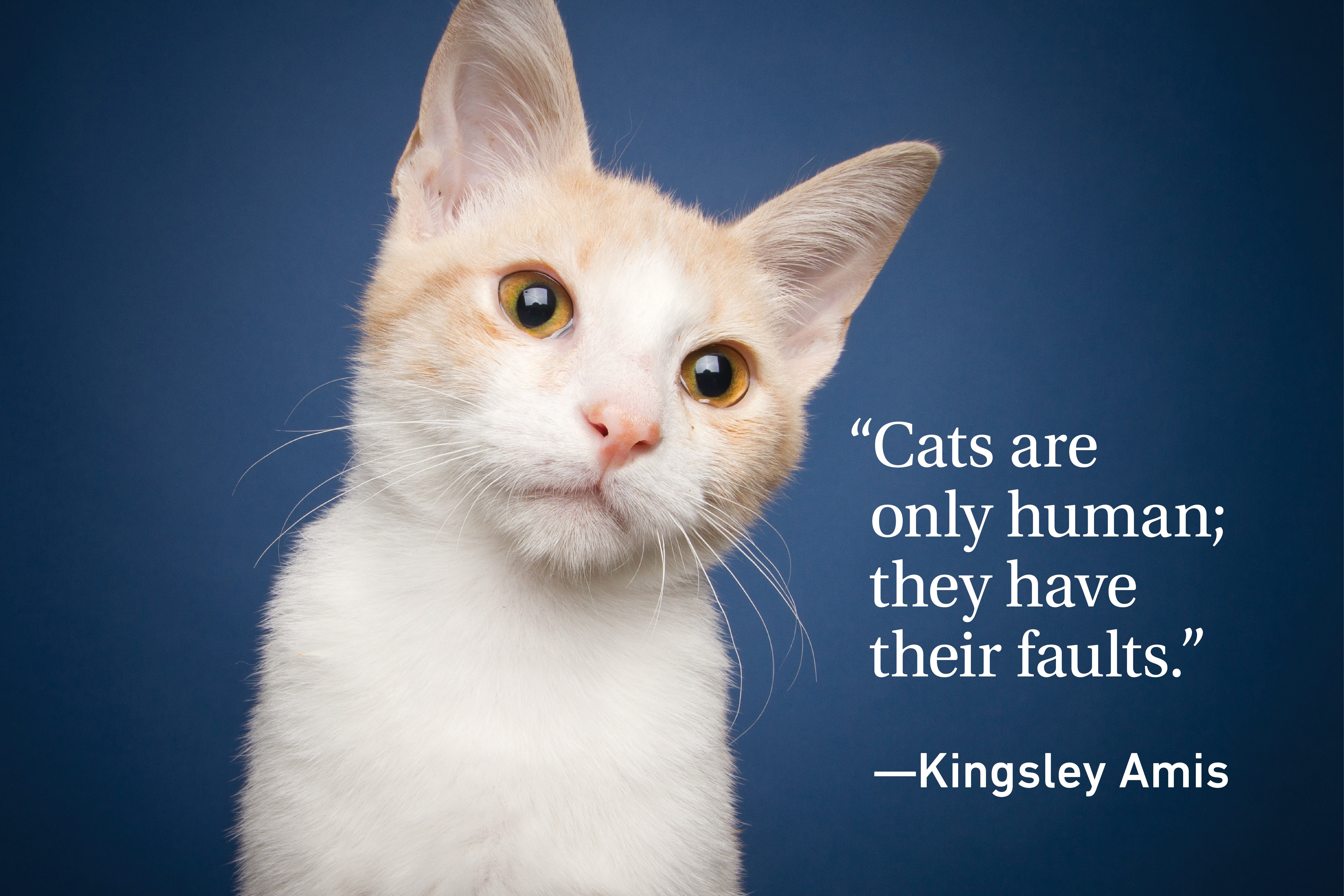 Cat Quotes Every Cat Owner Can Appreciate Reader's Digest Canada