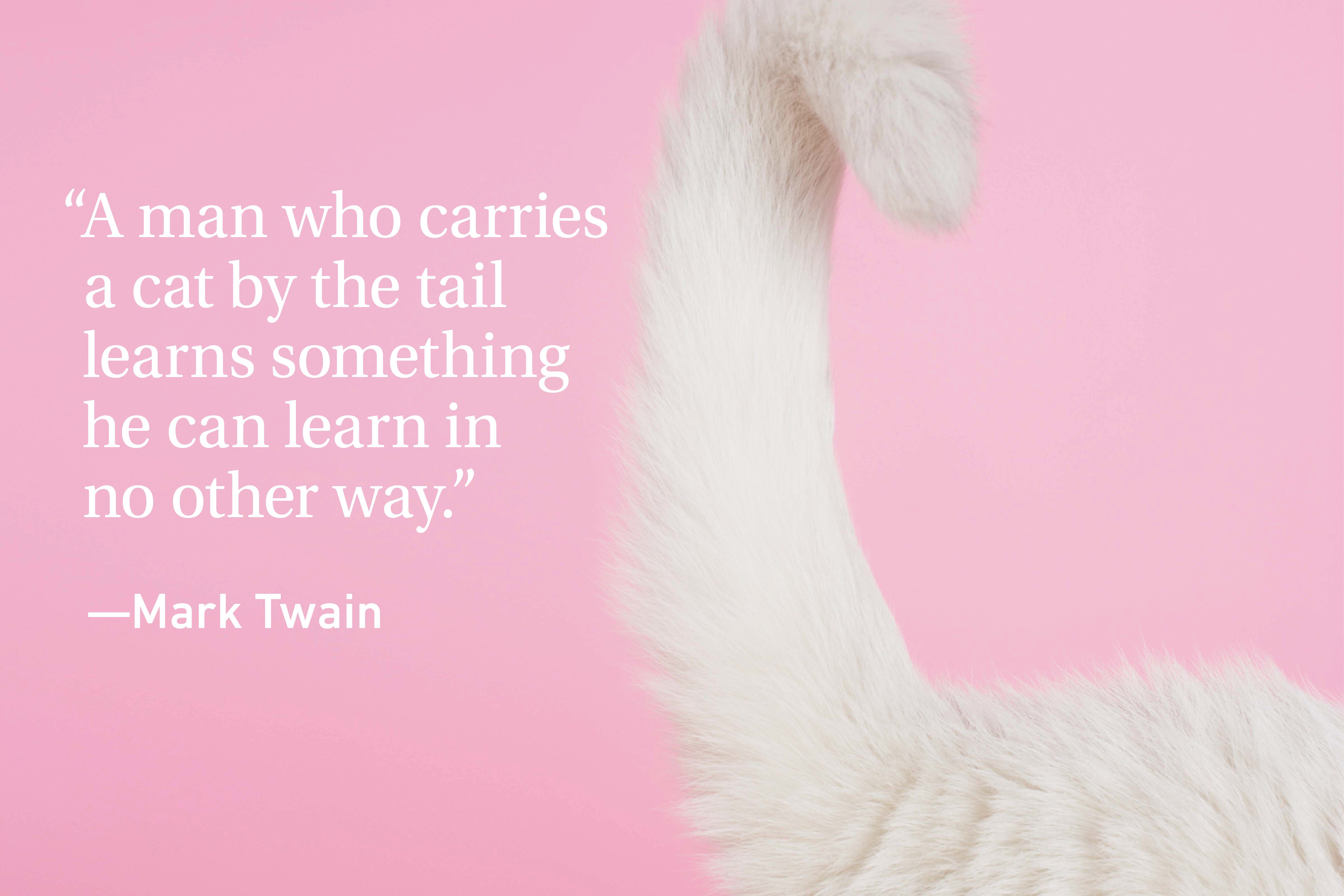 Cat tail on pink background with a cat quote