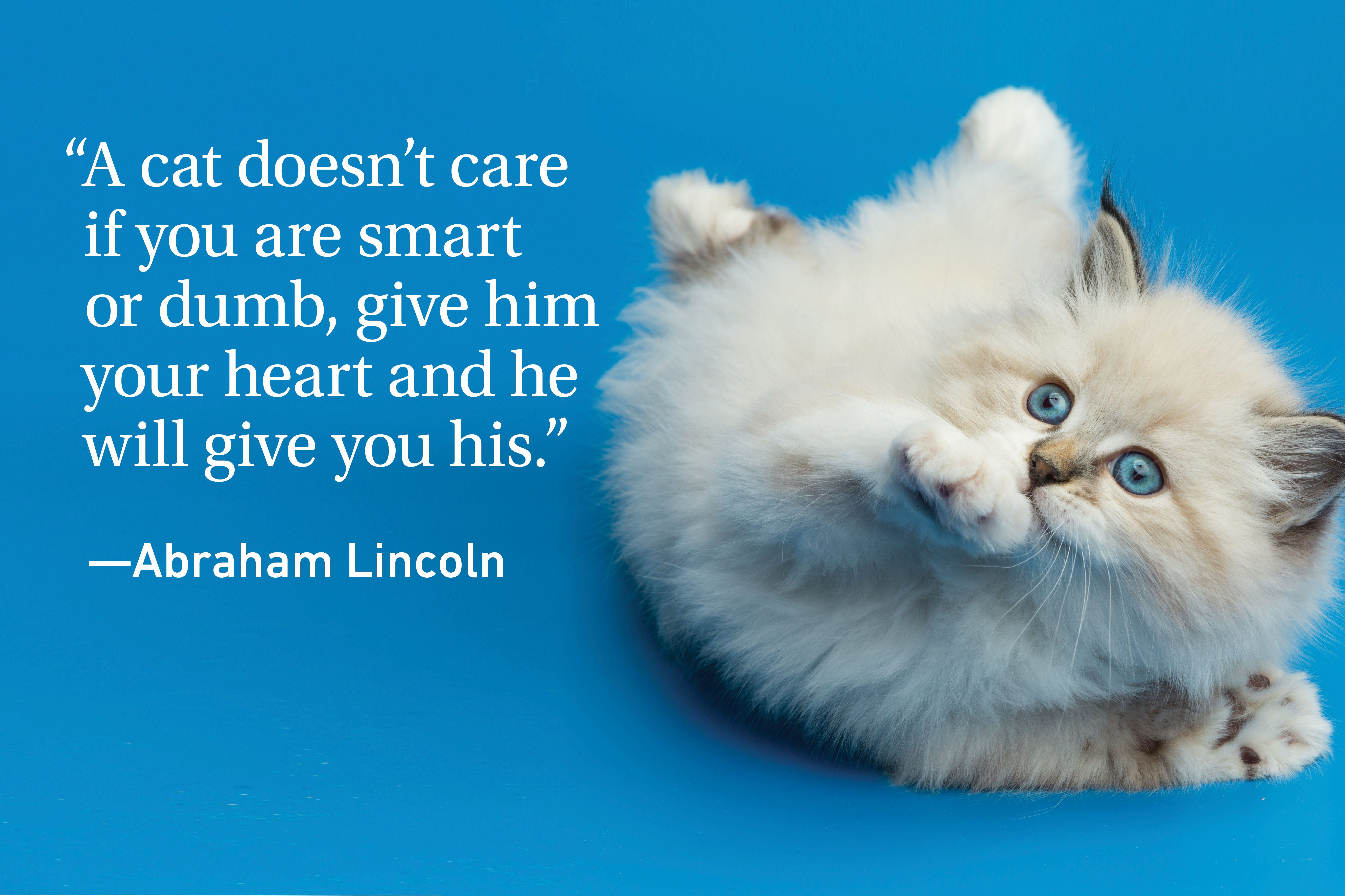 Quote on blue background with a kitten