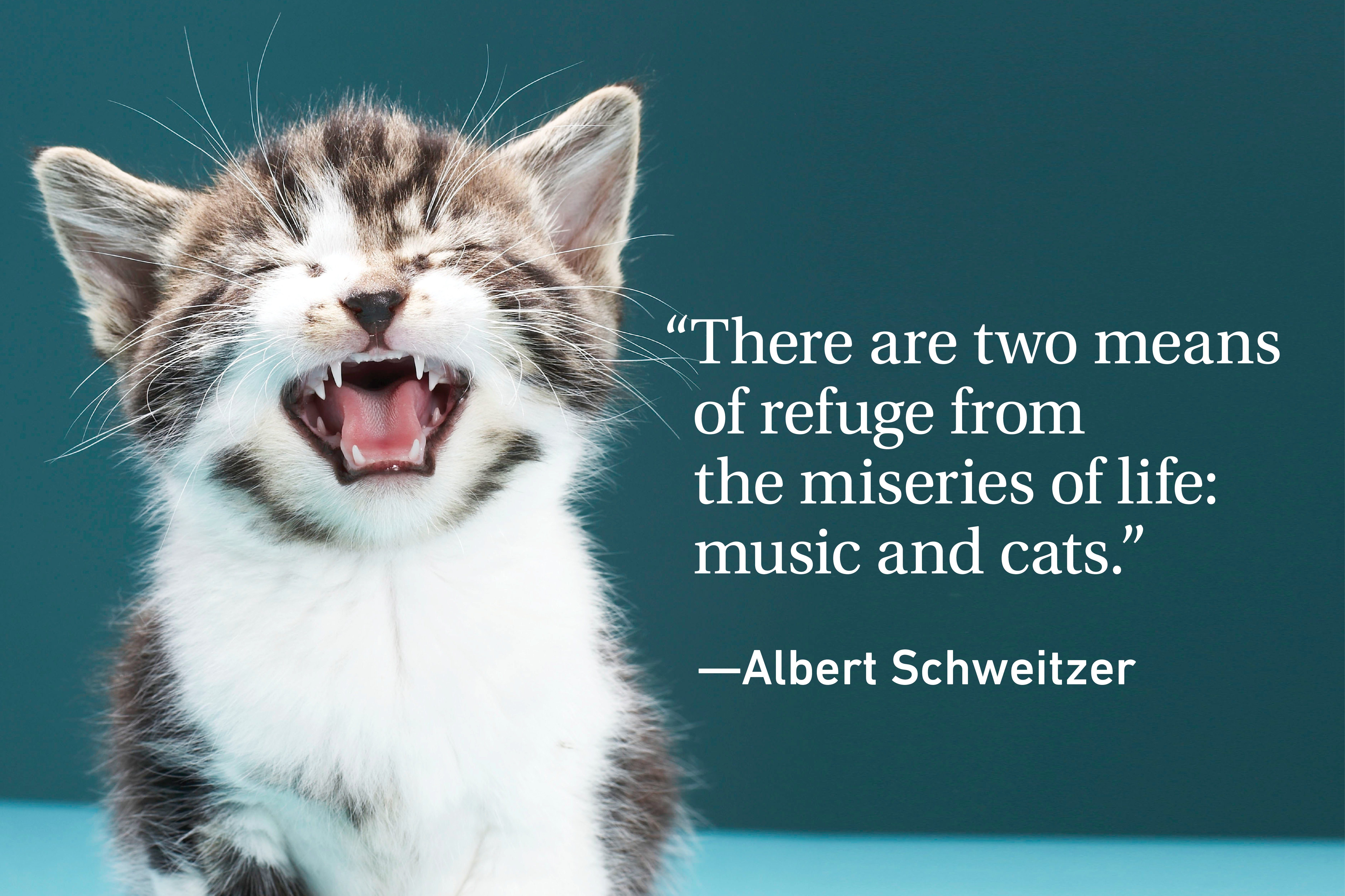 Funny cat on green background with a quote