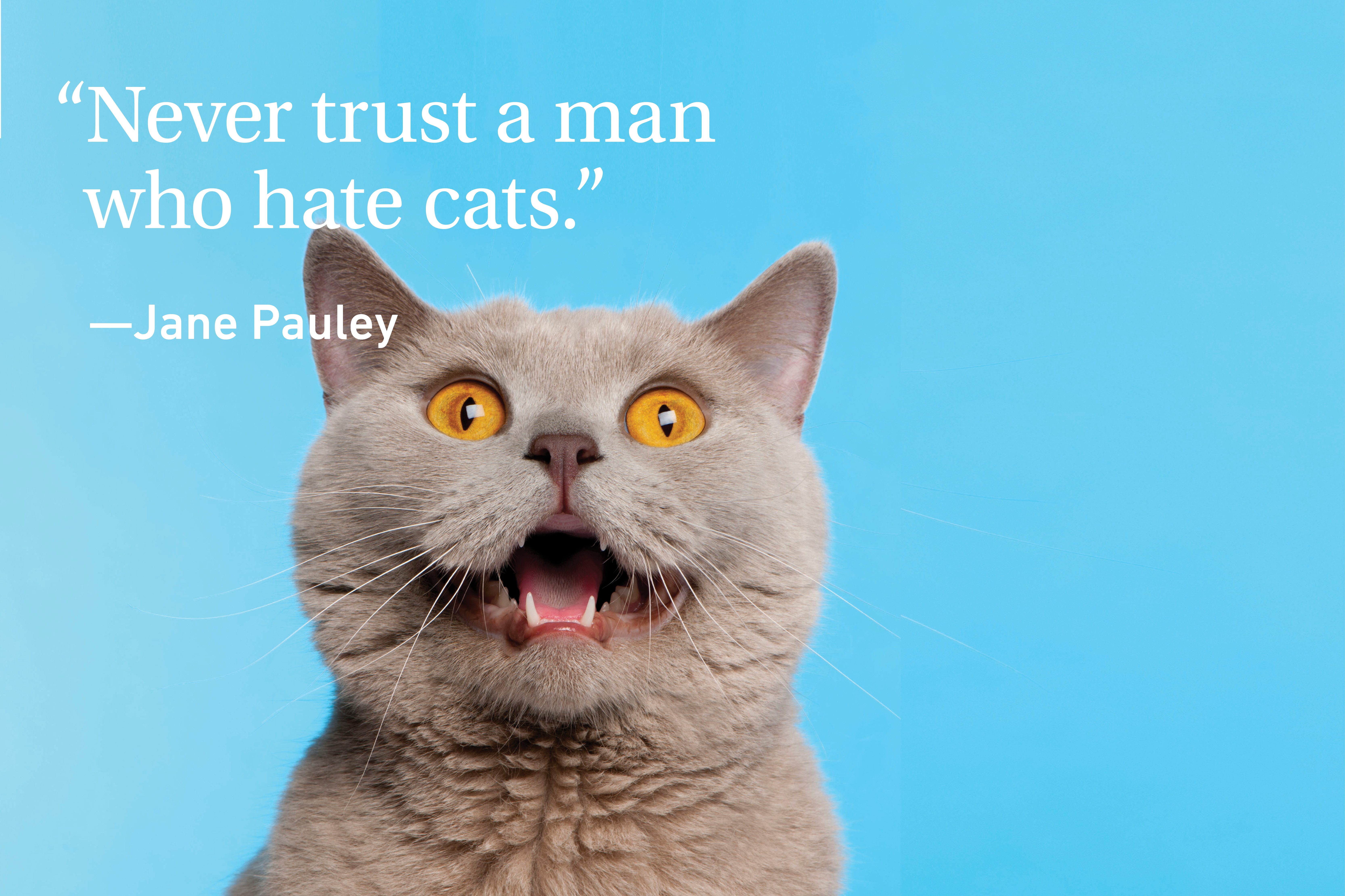 Funny Cat growling on cyan background with a quote