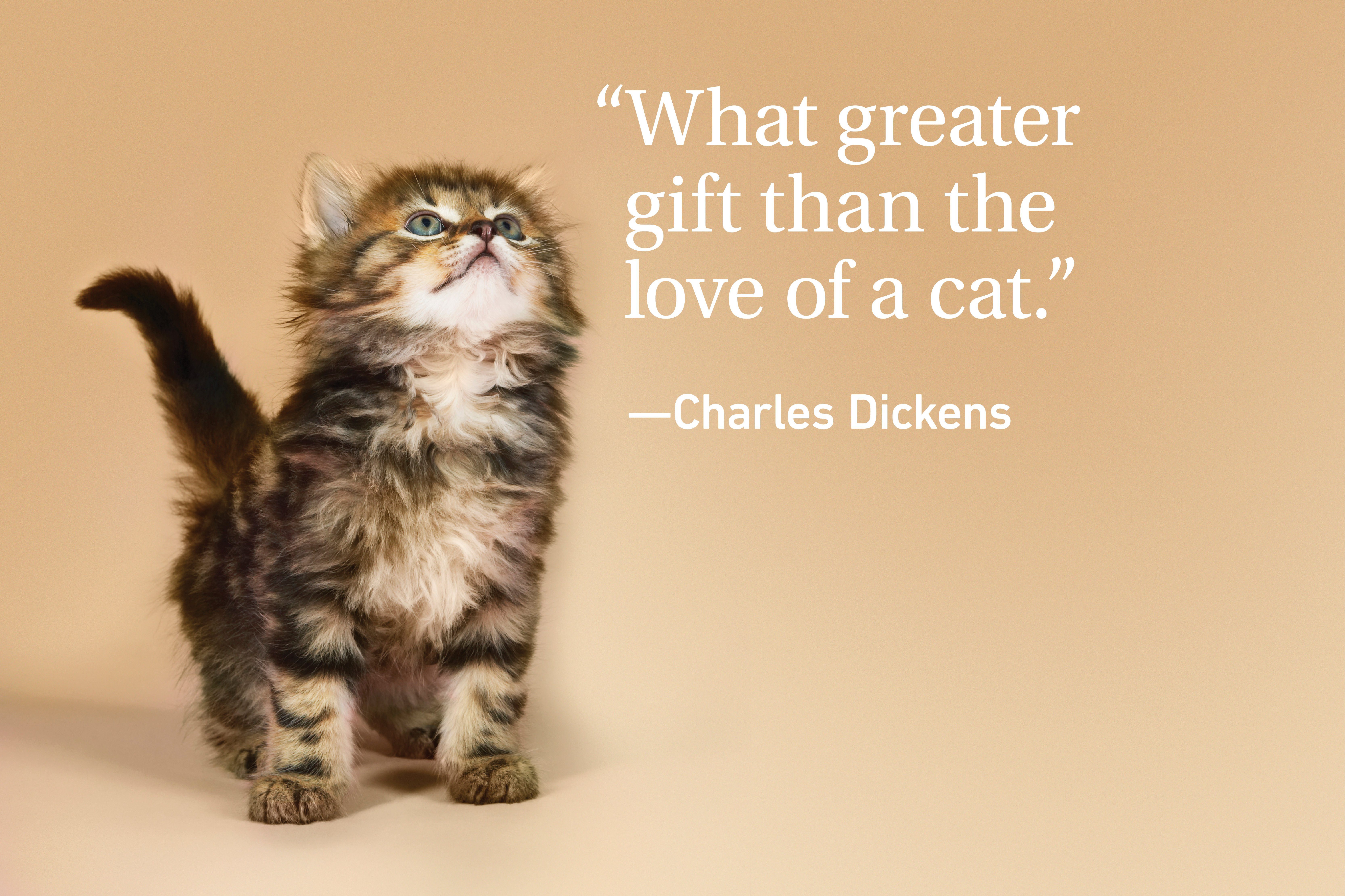 Kitten on orange background with a quote