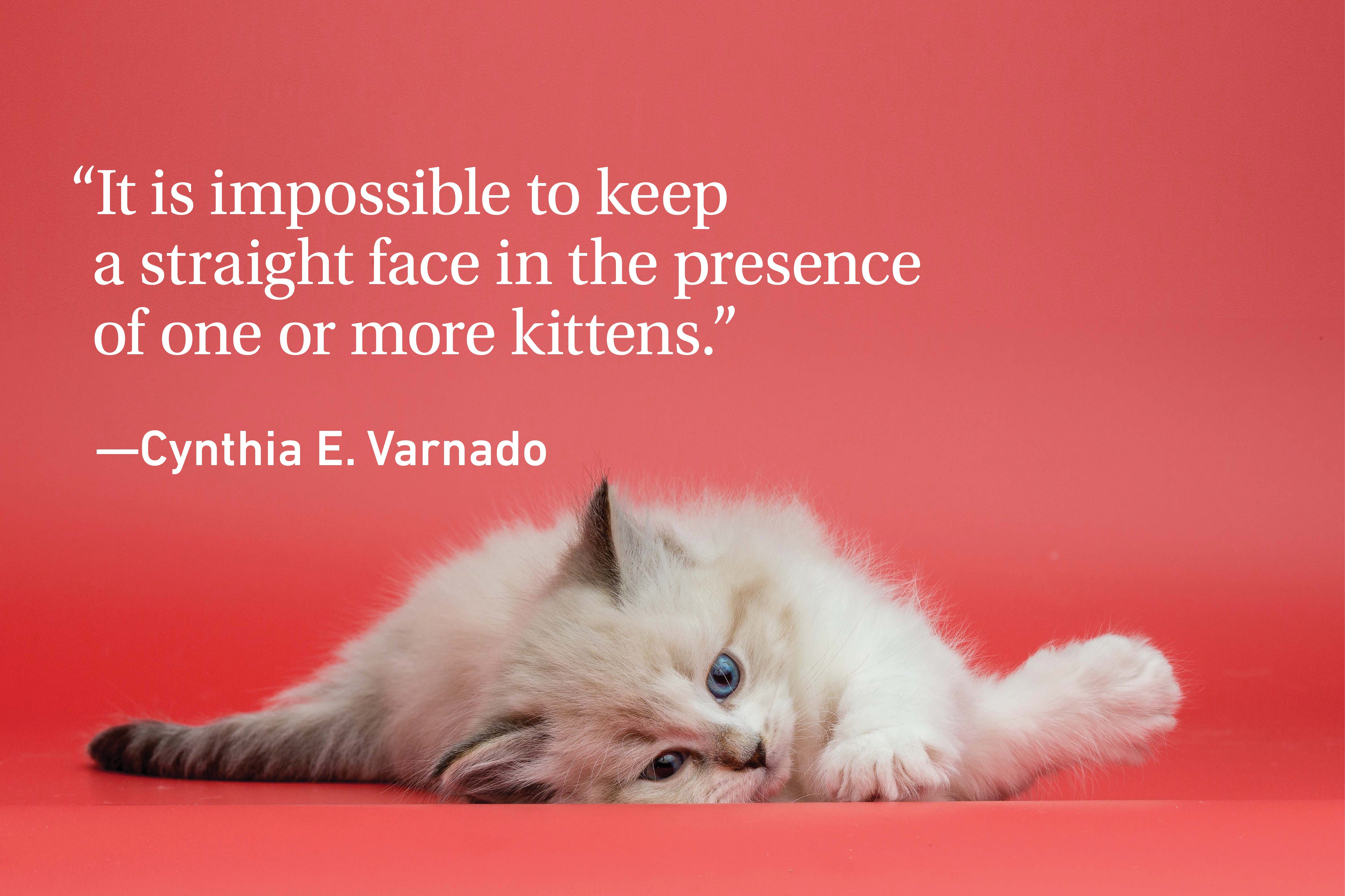 Kitten on a red background with a cat quote
