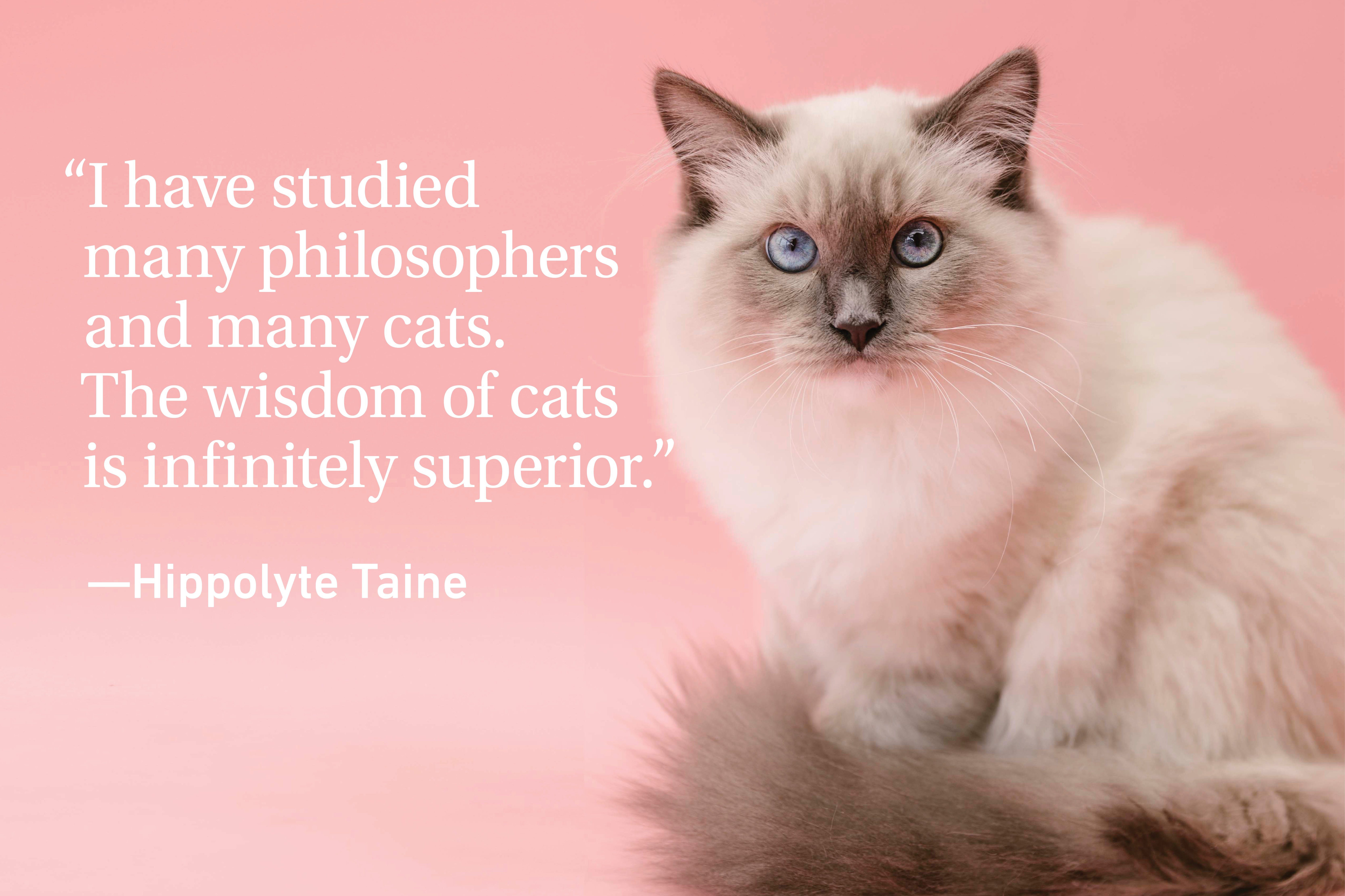 Cat Quotes Every Cat Owner Can Appreciate | Reader's Digest Canada