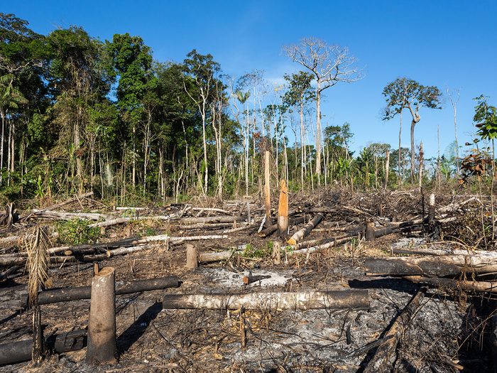 Clear-cutting in the Amazon rainforest