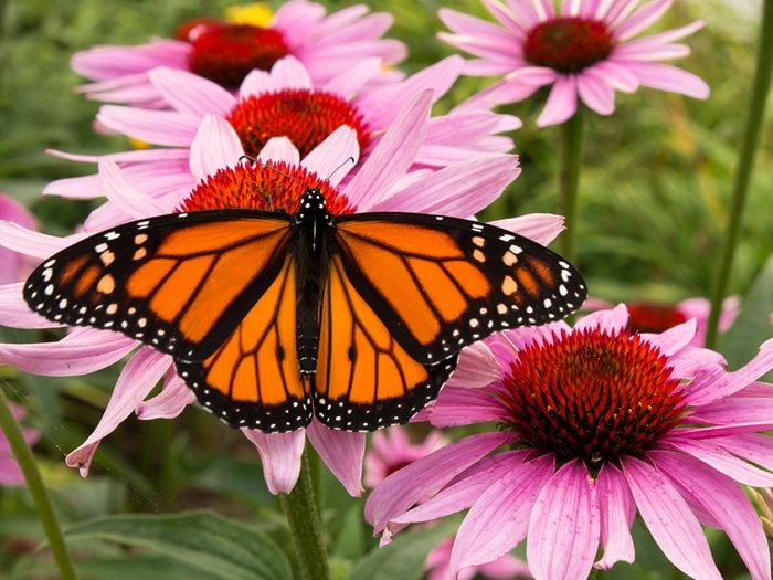 Coneflower con mariposa monarca