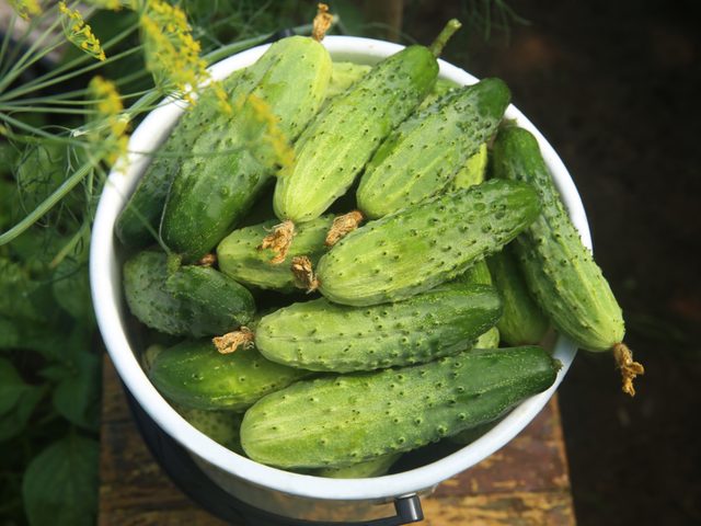 Growing cucumbers in garden