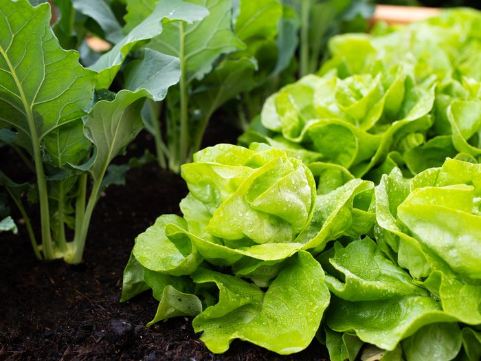 Growing lettuce in raised garden bed