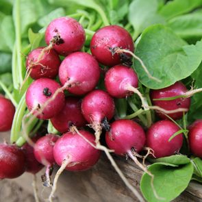 Radishes growing in a garden