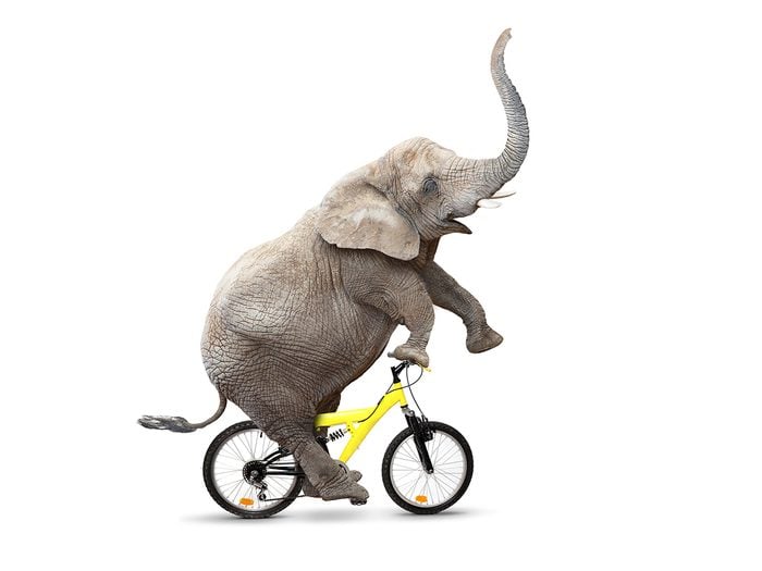 birthday jokes - funny elephant riding bike