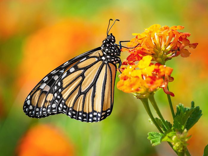 Flor de Lantana con mariposa monarca