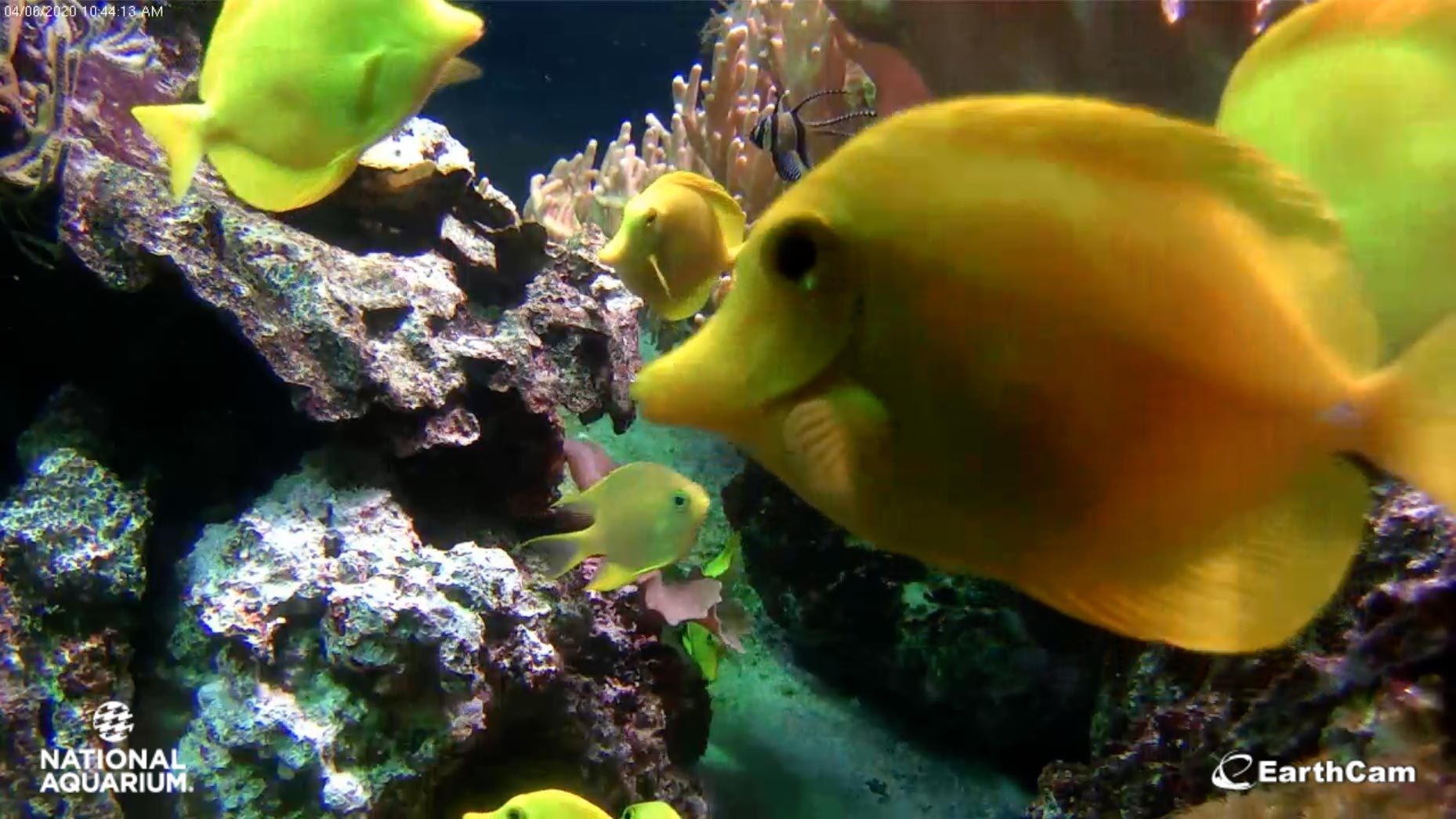 national aquarium, baltimore webcam