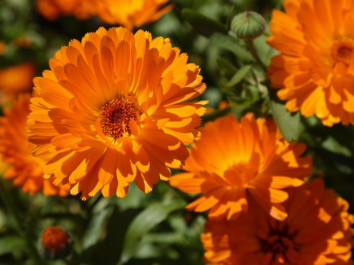Orange calendula flowers