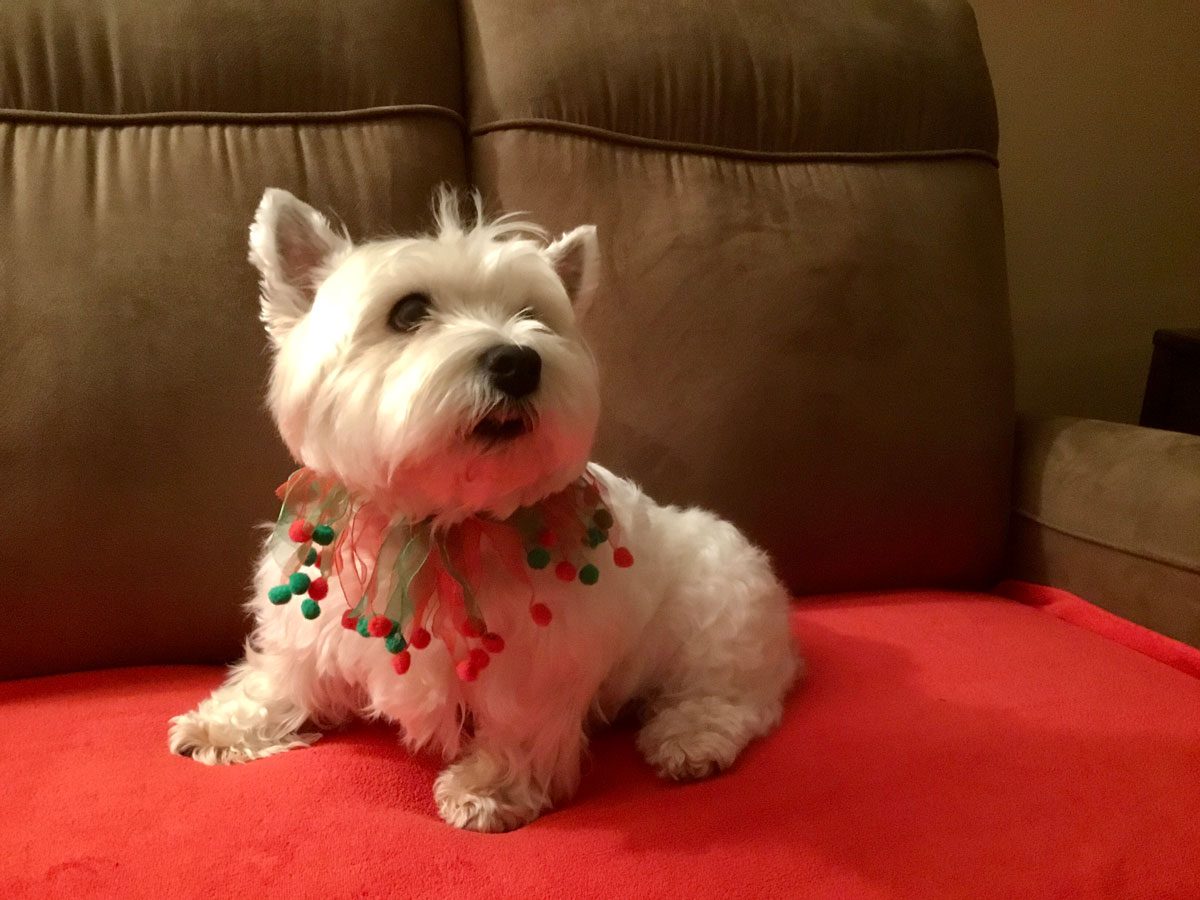 Cute dog wearing Christmas decorations