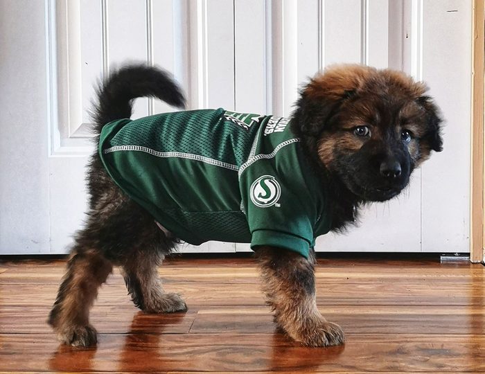 Cute pets - Dog wearing Saskatchewan Roughriders jersey