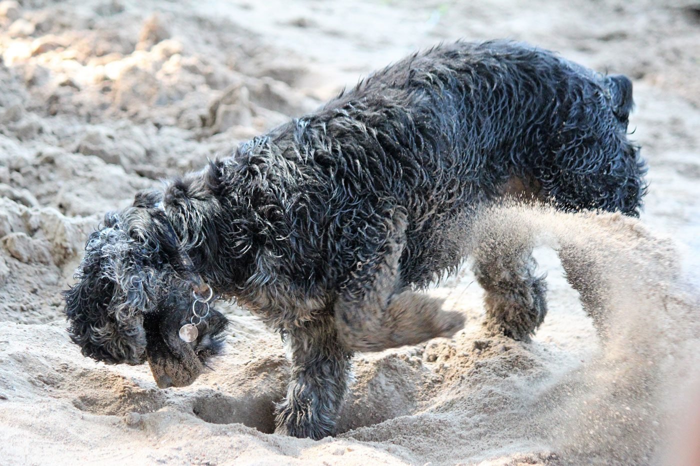 Dog digging in the sand on the beach