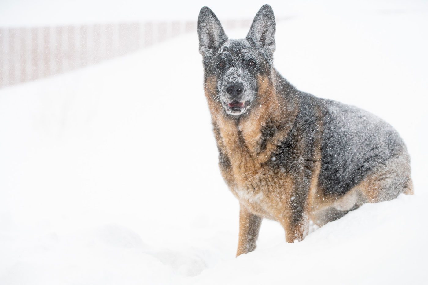 German Shepherd in a blizzard in Newfoundland and Labrador