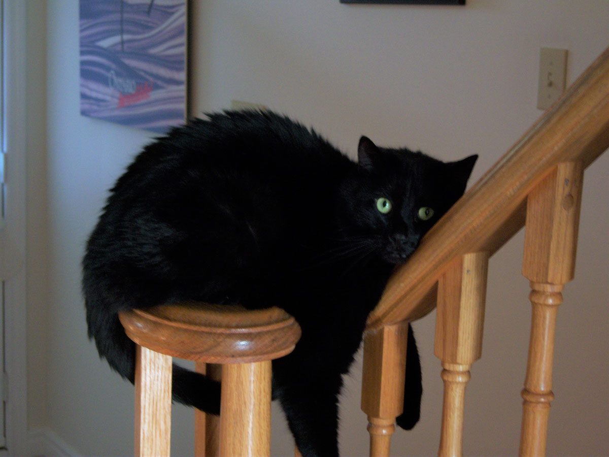 Black cat sitting on stair rail