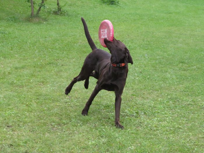 Cute pets - Chocolate labrador dog playing fetch with flying disc
