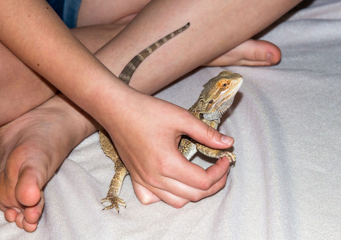 Child with bearded dragon pet