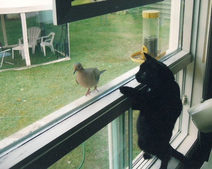 Cute pets - Black cat watching bird through window