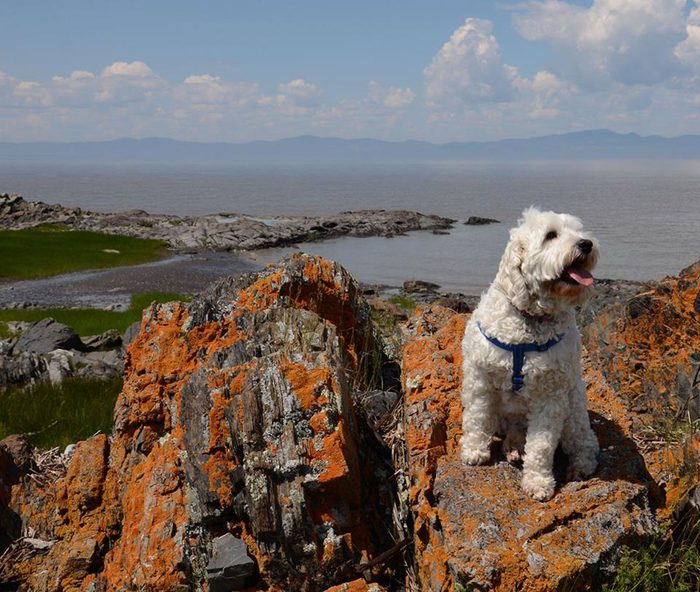 Cute pets - Dog posing next to St. Lawrence River, Quebec