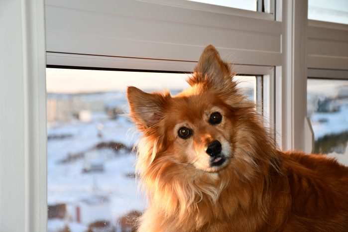 Cute pets - dog posing next to window