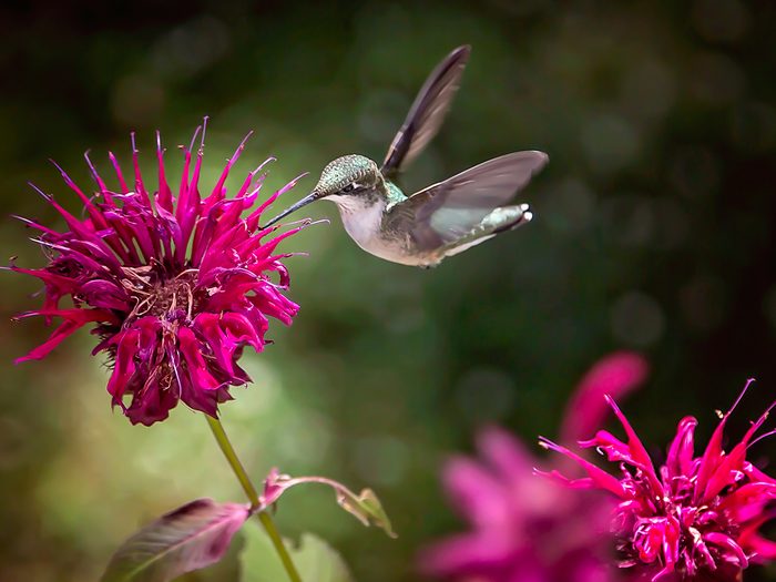 Plantas que atraen pájaros y mariposas - flor de bálsamo de abeja con colibrí