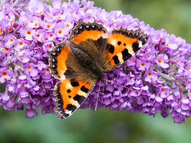 Plants that attract birds and butterflies - butterfly bush buddleia