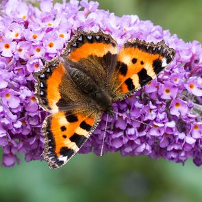 Plants that attract butterflies and birds - butterfly bush buddleia