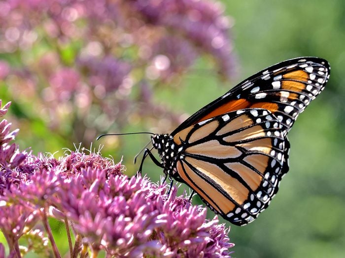 Plantas que atraen pájaros y mariposas - planta joe pye con mariposa monarca