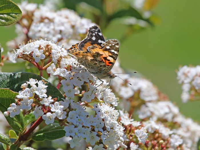 Plants that attract butterflies and birds - viburnum with butterfly