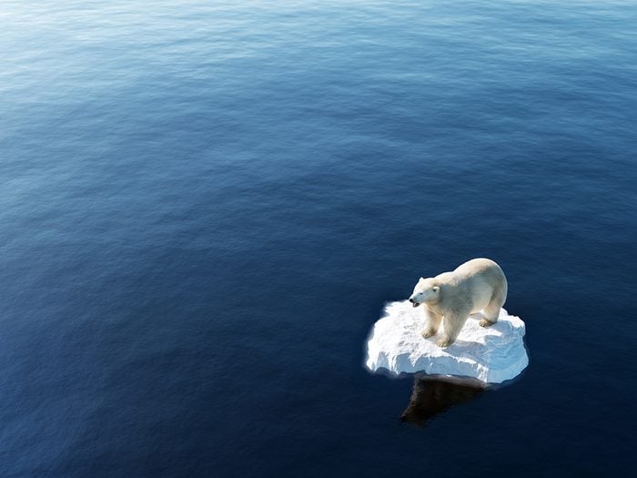 Polar bear - Arctic ice melt