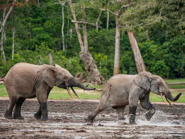 Two elephants in the Congo Basin