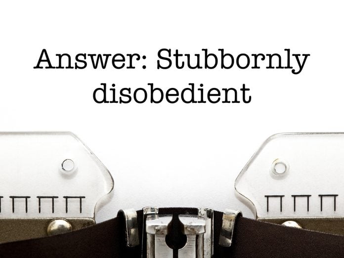 Answer: Stubbornly disobedient