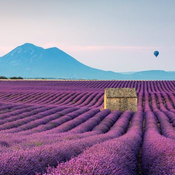 Scenic View Of Lavender Field By Mountains Against Sky