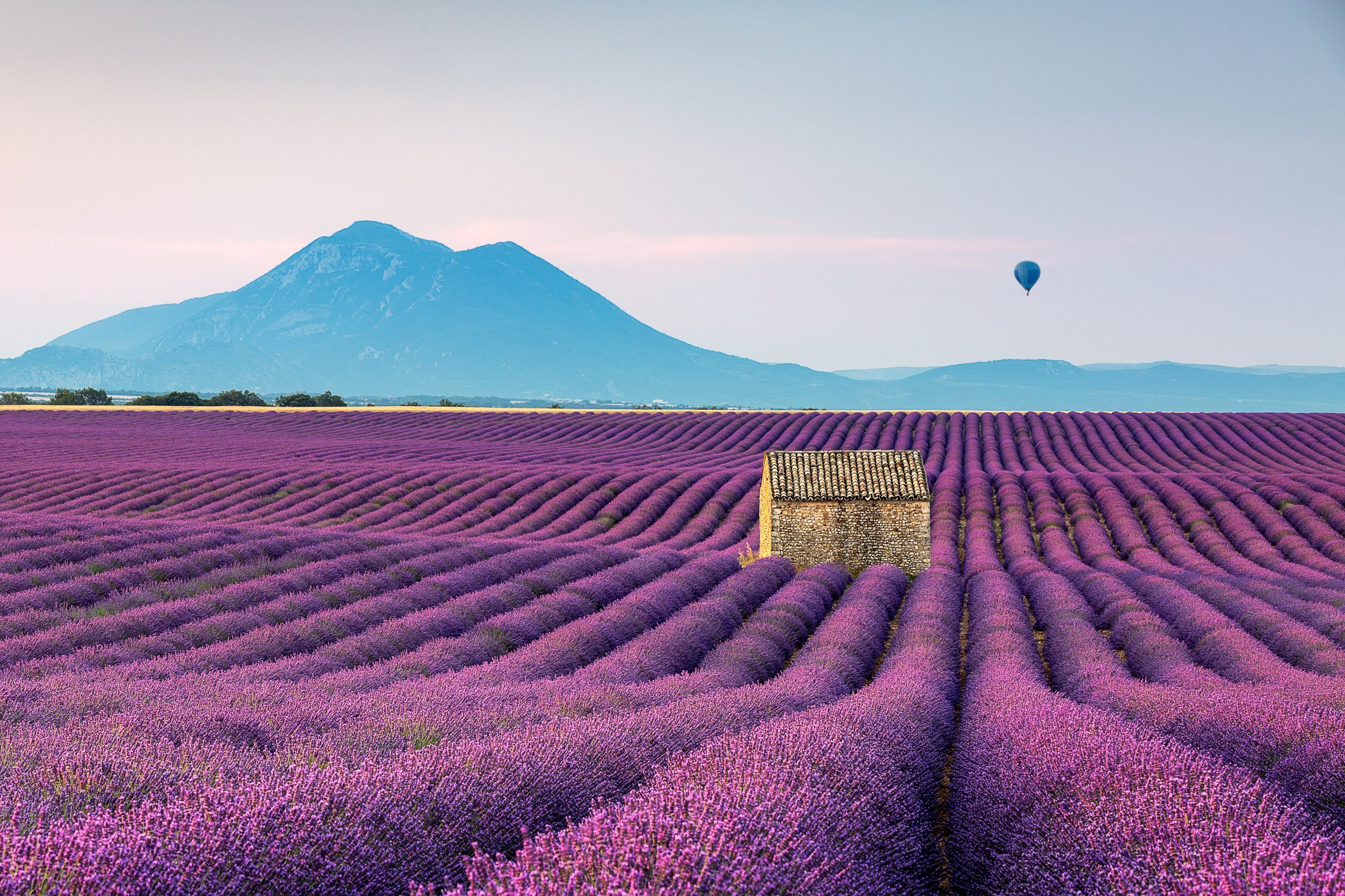 Scenic View Of Lavender Field By Mountains Against Sky
