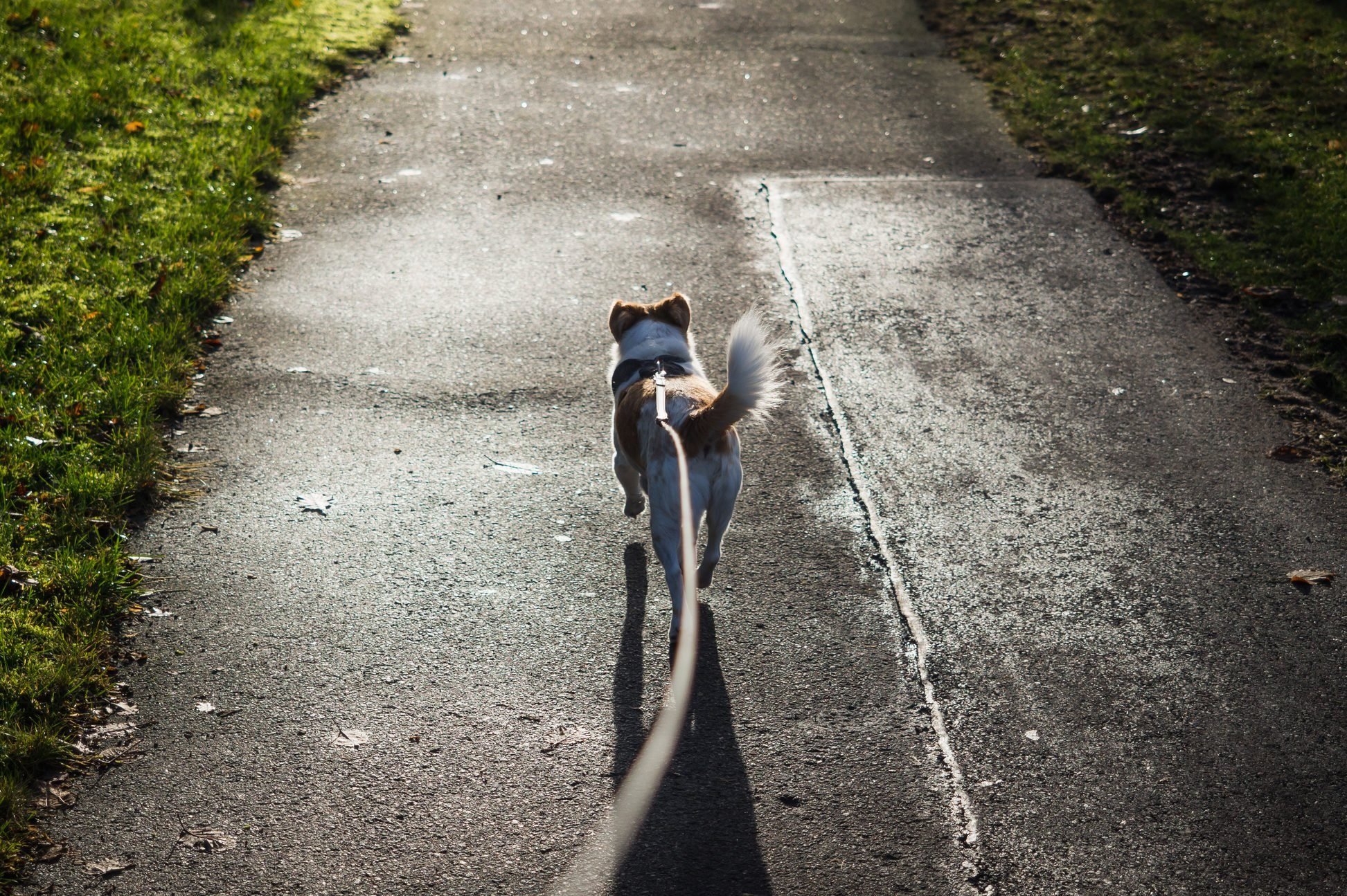 High Angle View Of Dog On Leash On Road