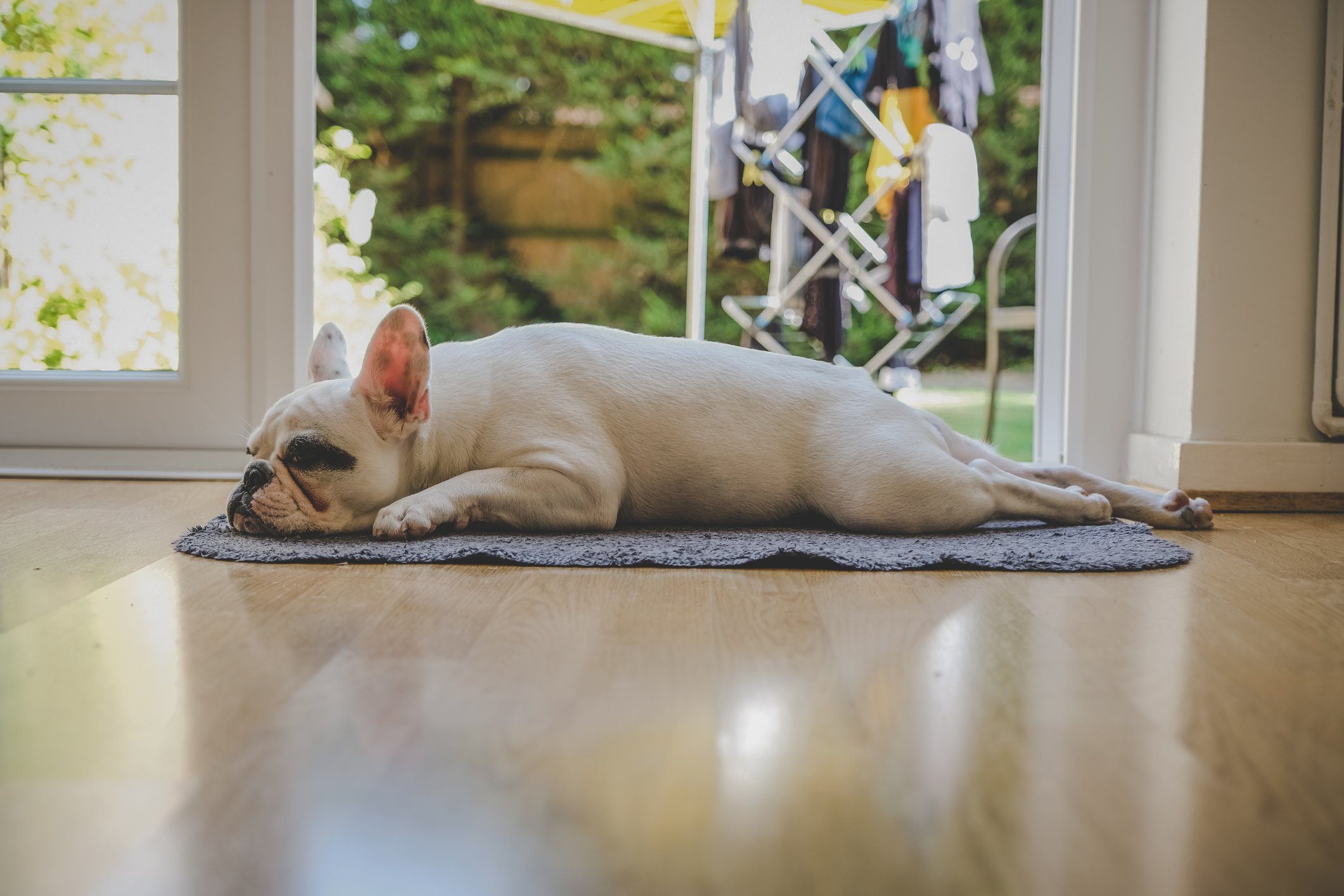 French Bulldog puppy sleeping by the door