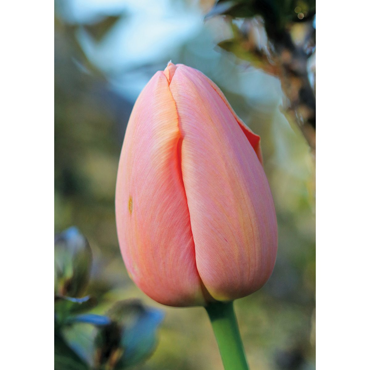 Flower Picture Gallery - Peach Tulip