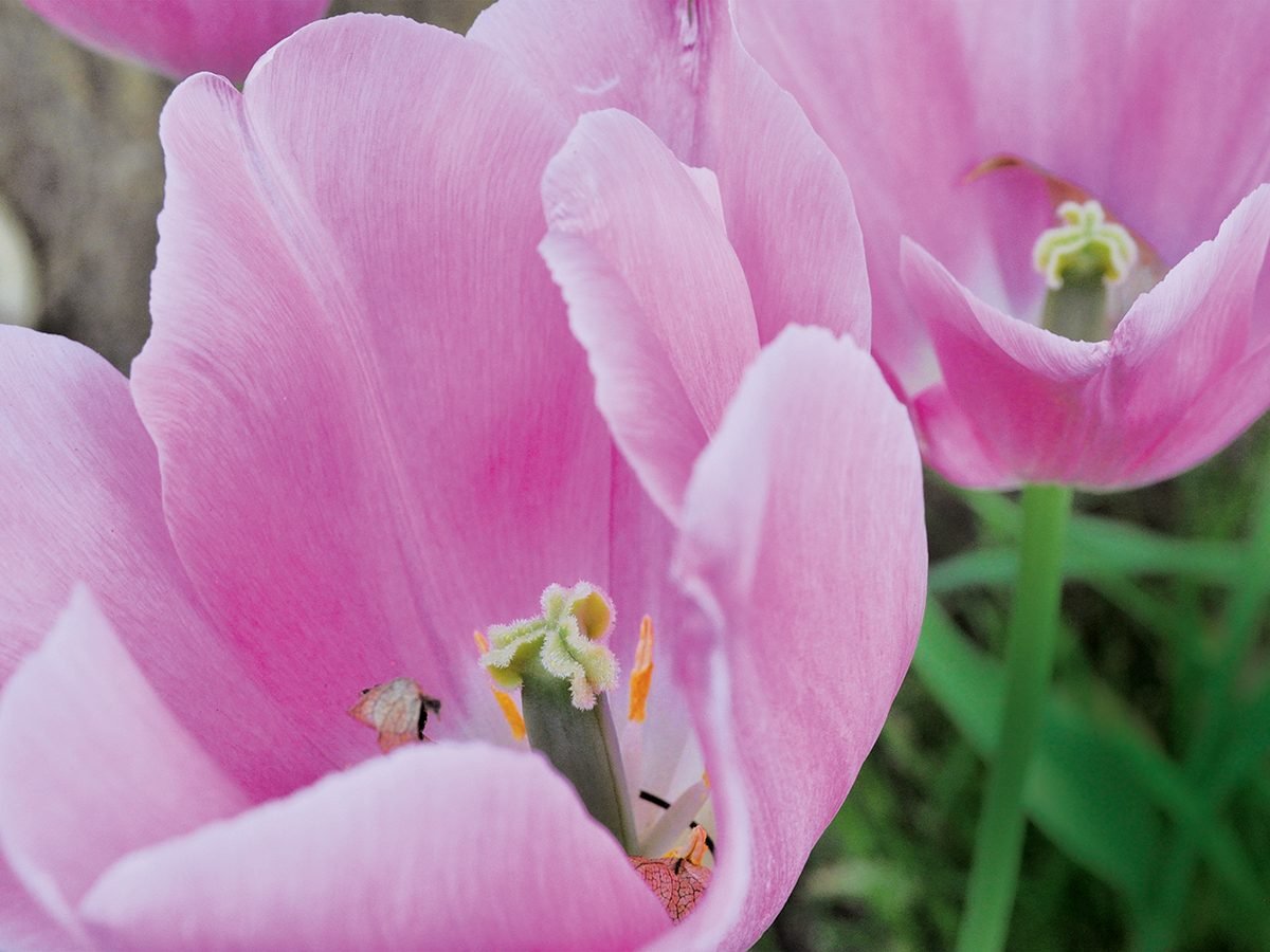 Flower Picture Gallery - Pink Tulips
