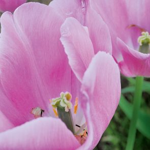 Pictures of Flowers - Pink Tulips