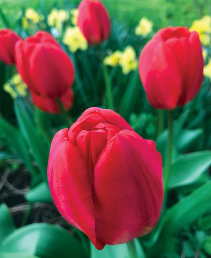 Pictures of flowers - Red Tulip