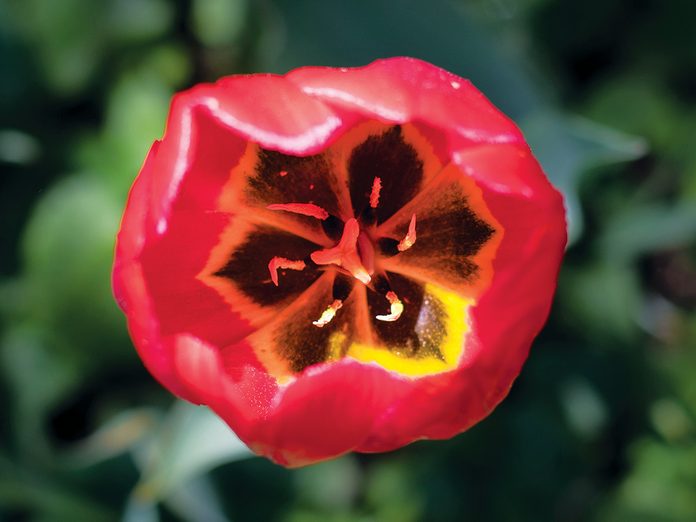 Pictures of flowers - Tulip From Above