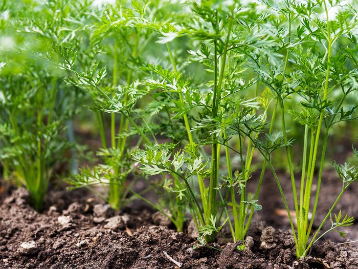 How to grow carrot greens from scraps