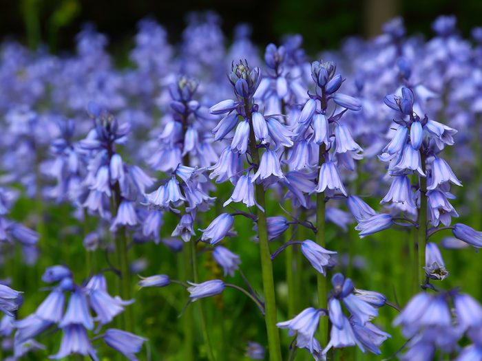 Meaning of bluebells flowers