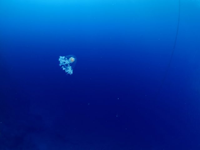 Mind blowing facts - Turritopsis nutricula Turritopsis dohrnii Oceania O. armata immortal underwater
