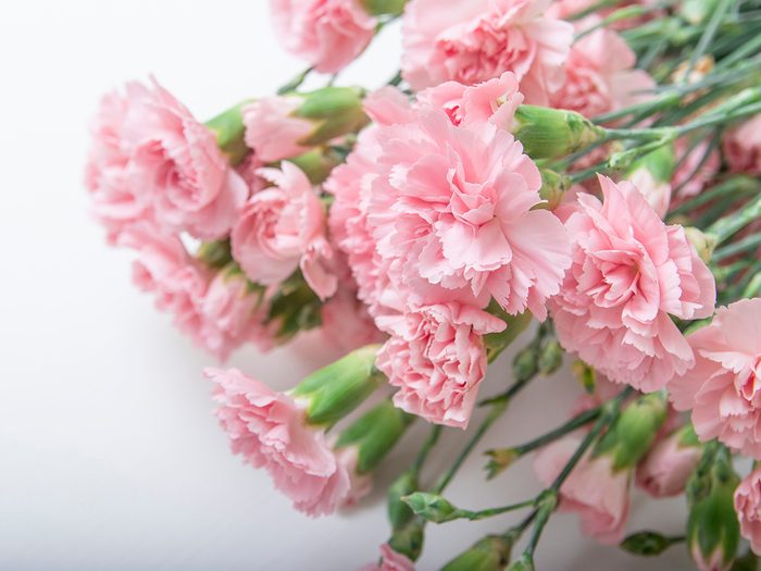 Mother's Day flowers - carnations